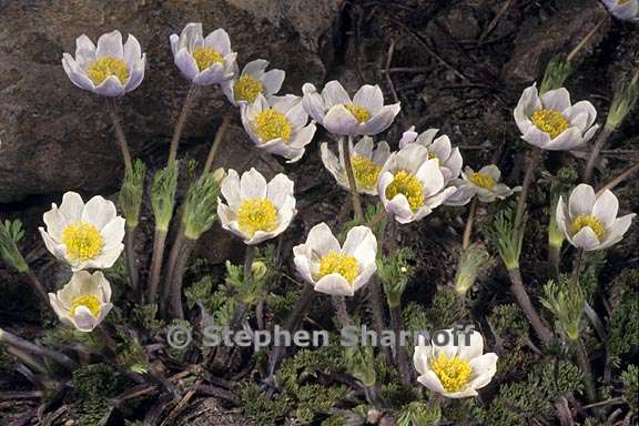 anemone drummondii var drummondii 2 graphic